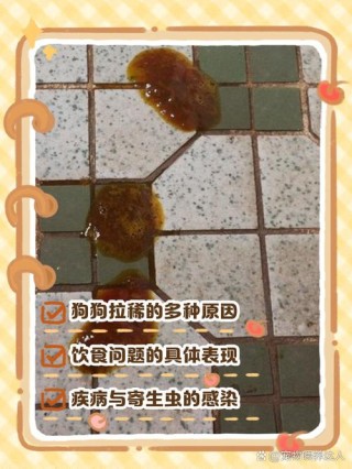 狗狗拉稀能吃益生菌吗？狗拉稀喂益生菌可以吗（最新）