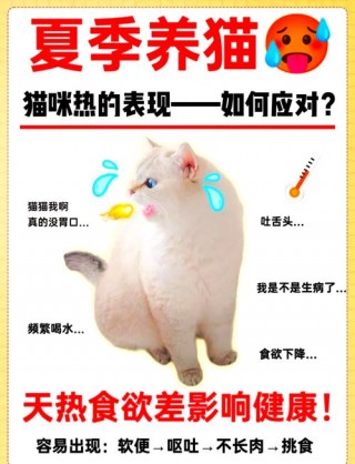 猫咪热的吐舌头怎么办，猫咪热的一直吐舌头？