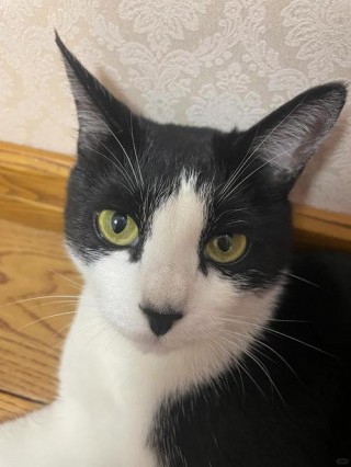 猫咪黑鼻子怎么回事，猫咪有点黑鼻子？