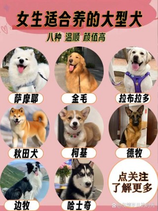 中型狗狗品种大全？前十适合家养的中型狗（最新）