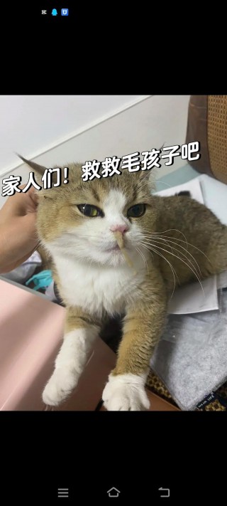 猫咪流黄鼻涕怎么办，（猫咪一直打喷嚏流黄鼻涕怎么办）