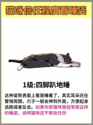 猫咪睡觉姿势代表什么，15种猫咪睡姿图解？
