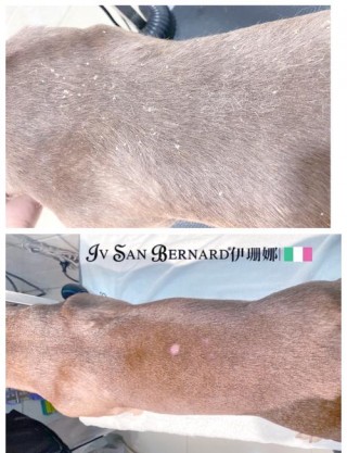 狗狗掉皮屑是怎么回事，（狗掉皮屑是什么原因）