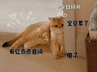 猫咪自闭症的表现，（猫咪自闭症的表现有哪些）