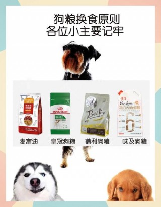 狗狗经常换狗粮好吗？狗狗总换狗粮好吗（最新）