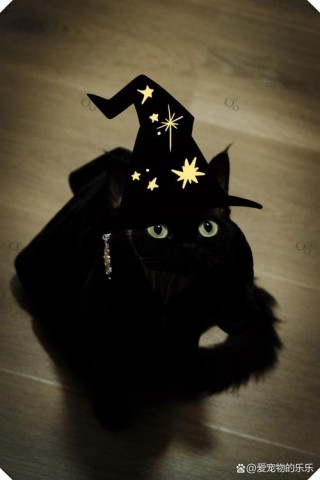 猫咪怕什么颜色，猫怕什么颜色喜欢什么颜色？