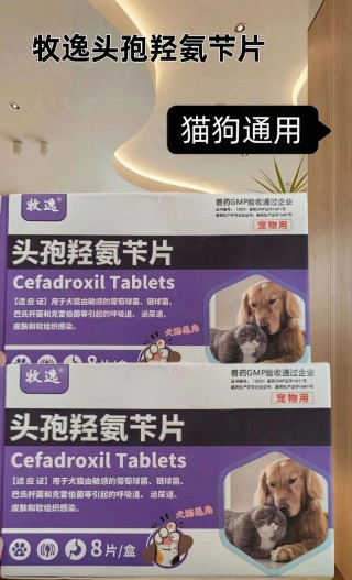 狗狗被车撞了吃什么药？狗狗被车撞了吃什么治疗内伤的药（最新）