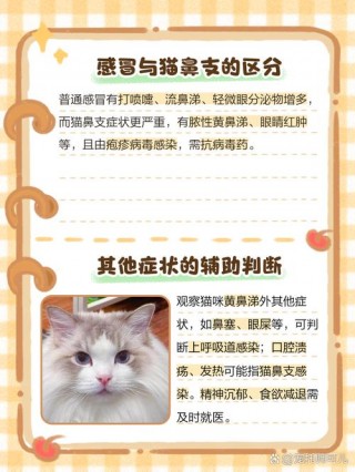 猫咪流黄鼻涕怎么回事？猫咪流黄鼻涕咋回事（最新）