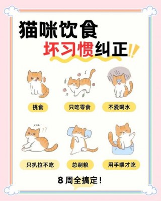 猫咪挑食不吃猫粮，猫咪挑食不吃猫粮怎么纠正？