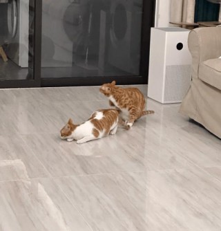 猫咪为什么拉肚子？猫咪为什么拉肚子的原因留黄水（最新）