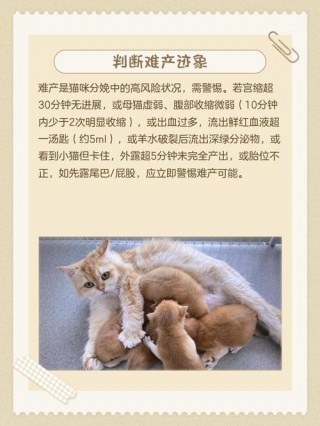 如何判断猫咪是难产，怎么样判断猫咪是否难产？