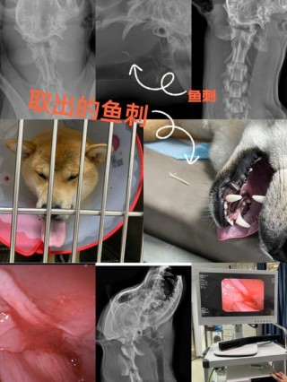 狗狗被鱼刺卡住了怎么办，（狗狗被鱼刺卡住了怎么办?）