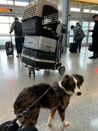 飞机托运狗狗安全吗，（飞机托运狗狗需要什么手续多少钱）