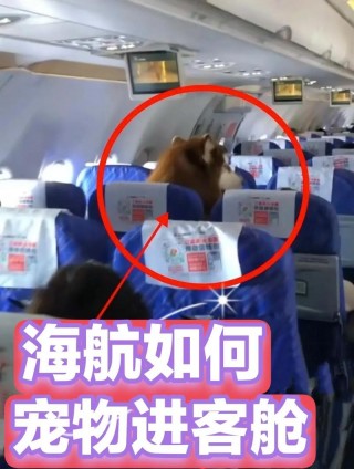 坐飞机狗狗可以托运吗，坐飞机狗狗可以托运吗现在？
