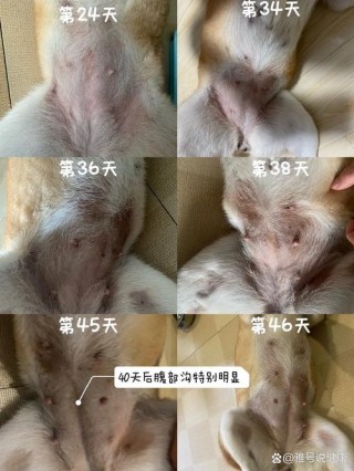 狗狗怀孕的表现？狗狗怀孕的表现特征（最新）