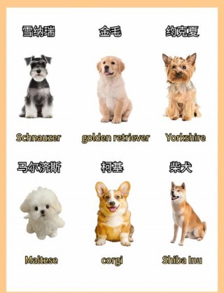 狗狗名字大全英文，（狗狗名字推荐英文）