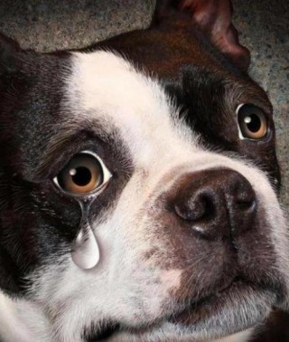 狗狗流眼泪怎么回事？狗狗流眼泪怎么回事儿（最新）