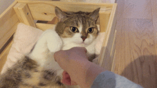 猫咪发出咕咕咕的声音，猫咪发出咕咕咕的声音是有病吗？