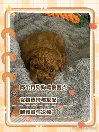 一个多月狗狗吃什么？一个多月狗狗吃什么食物（最新）