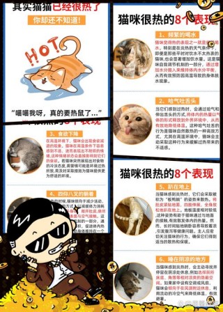 猫咪耐寒多少度？猫咪耐寒多少度算发烧（最新）