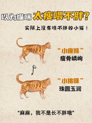 猫咪怎么才能长胖，猫咪怎么长胖点？
