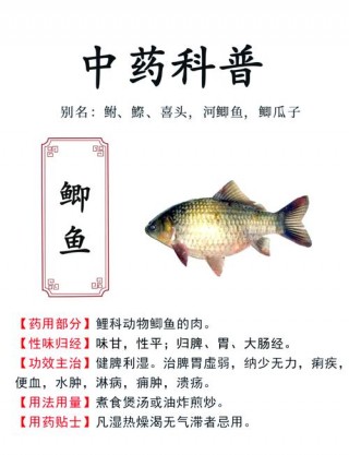 狗狗能吃鲫鱼吗？狗狗能吃鲫鱼吗补钙吗（最新）
