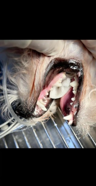 狗狗乳牙不掉怎么办，（狗的乳牙没掉新牙又出来了怎么办）