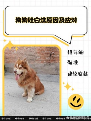 狗狗呕吐白沫怎么回事，狗狗呕吐白色泡沫粘液怎么回事？