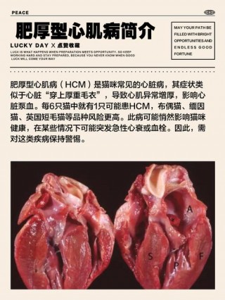 猫咪肥厚性心肌病，（猫咪肥厚性心肌病怎么治疗）