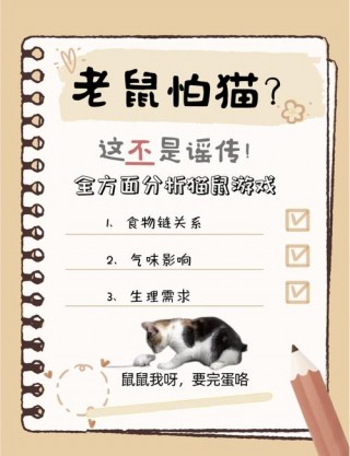 猫咪是近视眼吗，（猫咪是近视眼么）