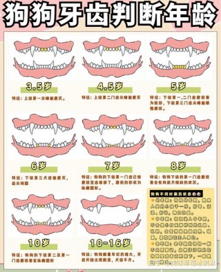 怎么样判断狗狗的年龄，（怎么能判断狗狗的年龄）
