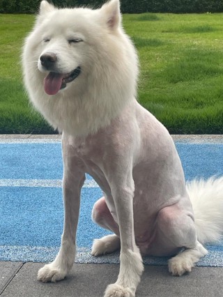 狗狗可以剃毛吗，（冬天狗狗可以剃毛吗）