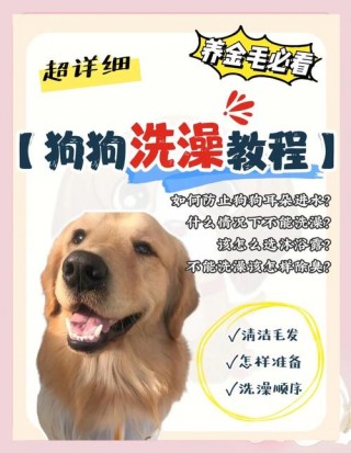 在家怎么给狗狗洗澡，（给狗洗澡的正确步骤）