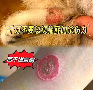 猫咪有藓会传染吗，猫有猫藓会不会传染给人？