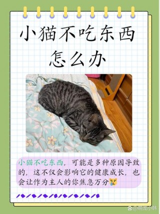 猫咪不怎么吃东西怎么办，（猫 不怎么吃东西）