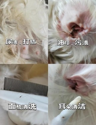 狗狗怀孕可以洗澡吗？狗狗怀孕可以洗澡吗?狗狗孕期护理常识!（最新）