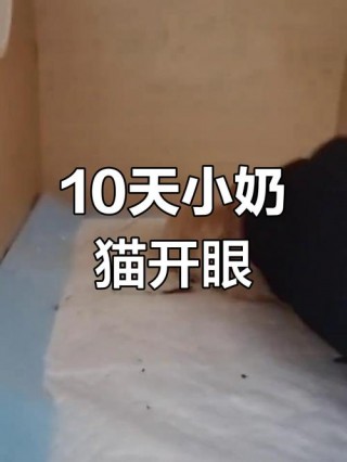 小猫咪几天睁眼睛，小猫咪几天才睁眼？