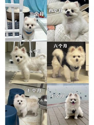 狗狗多大开始换毛，狗狗多大换毛才正常？