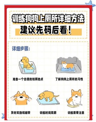 怎么样训练狗狗大小便，（如何训练狗狗狗大小便）