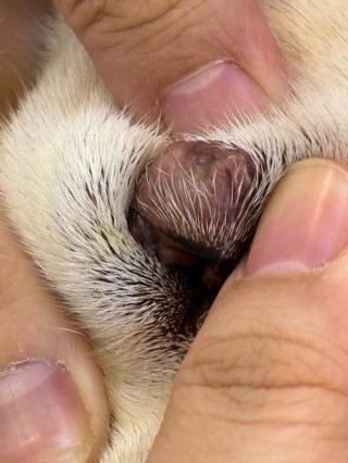 狗狗第三眼睑手术费用？狗狗第三眼睑手术风险（最新）