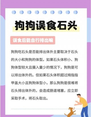 狗狗吃石头是怎么回事，（狗狗吃石头是什么原因）