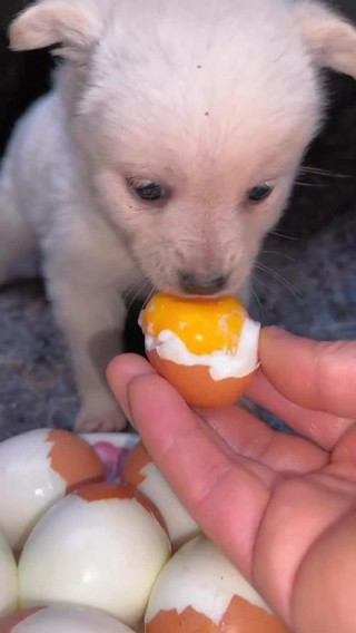 狗狗能吃鸡蛋皮吗？狗狗能吃鸡蛋皮吗有营养吗（最新）