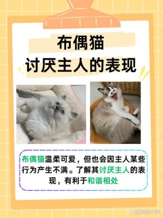 猫咪不喜欢你的表现，猫不太喜欢我？