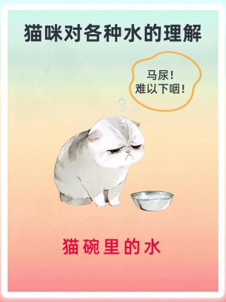猫咪喜欢喝什么水，（猫最爱喝的10种水）