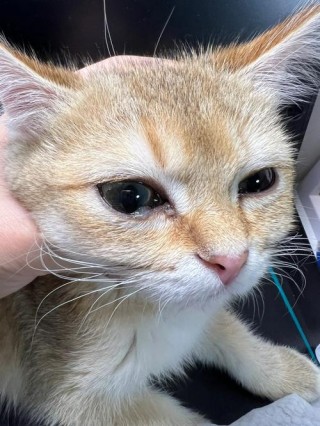 猫咪老是有眼屎，猫咪老是有眼屎和鼻屎？