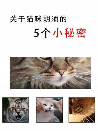 猫咪的胡子有什么用，（猫咪的胡子有什么用处）