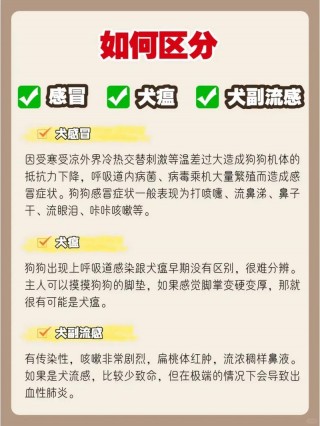 狗狗副流感的症状，（狗狗副流感是什么）