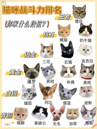 最可爱的猫咪排名前十？最可爱的猫排名第一（最新）