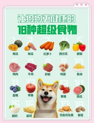 狗狗吃什么比较好？狗狗吃什么比较好消化（最新）