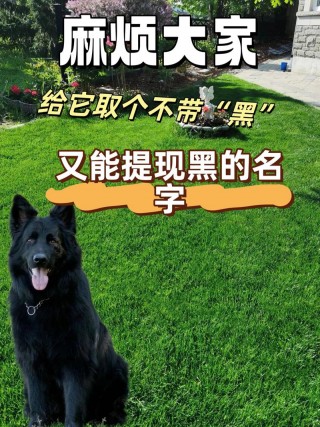黑色狗狗名字大全霸气？黑色狗狗名字旺财寓意的大全（最新）